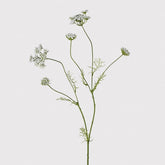 White meadow sweet spray